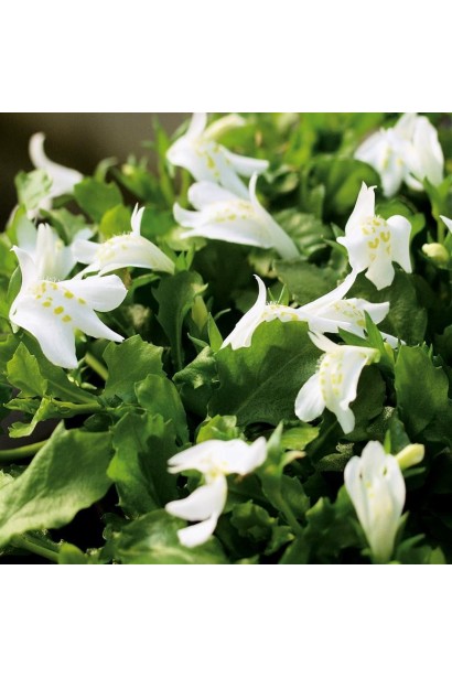 Mazus reptans `Albus` 